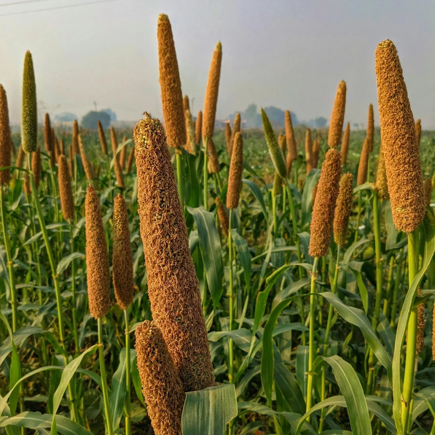 Millet